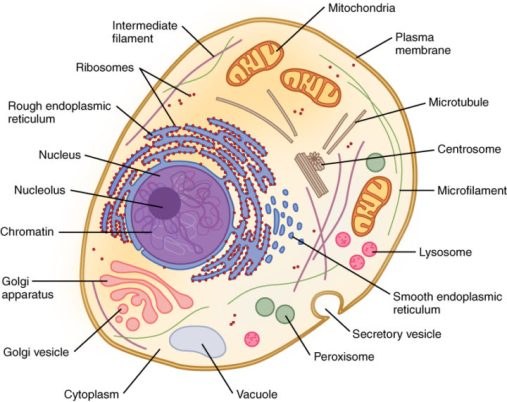 human-cell-structure-diagram-of-human-cells-anatomyofthefoot-720x571.jpg