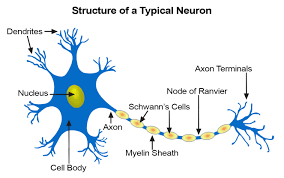 Neuron.png