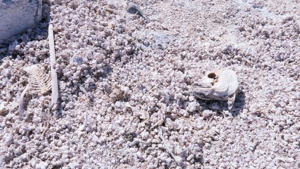 stacey_ann_loves_salton_sea_dead_fish_bones_toxic.jpg