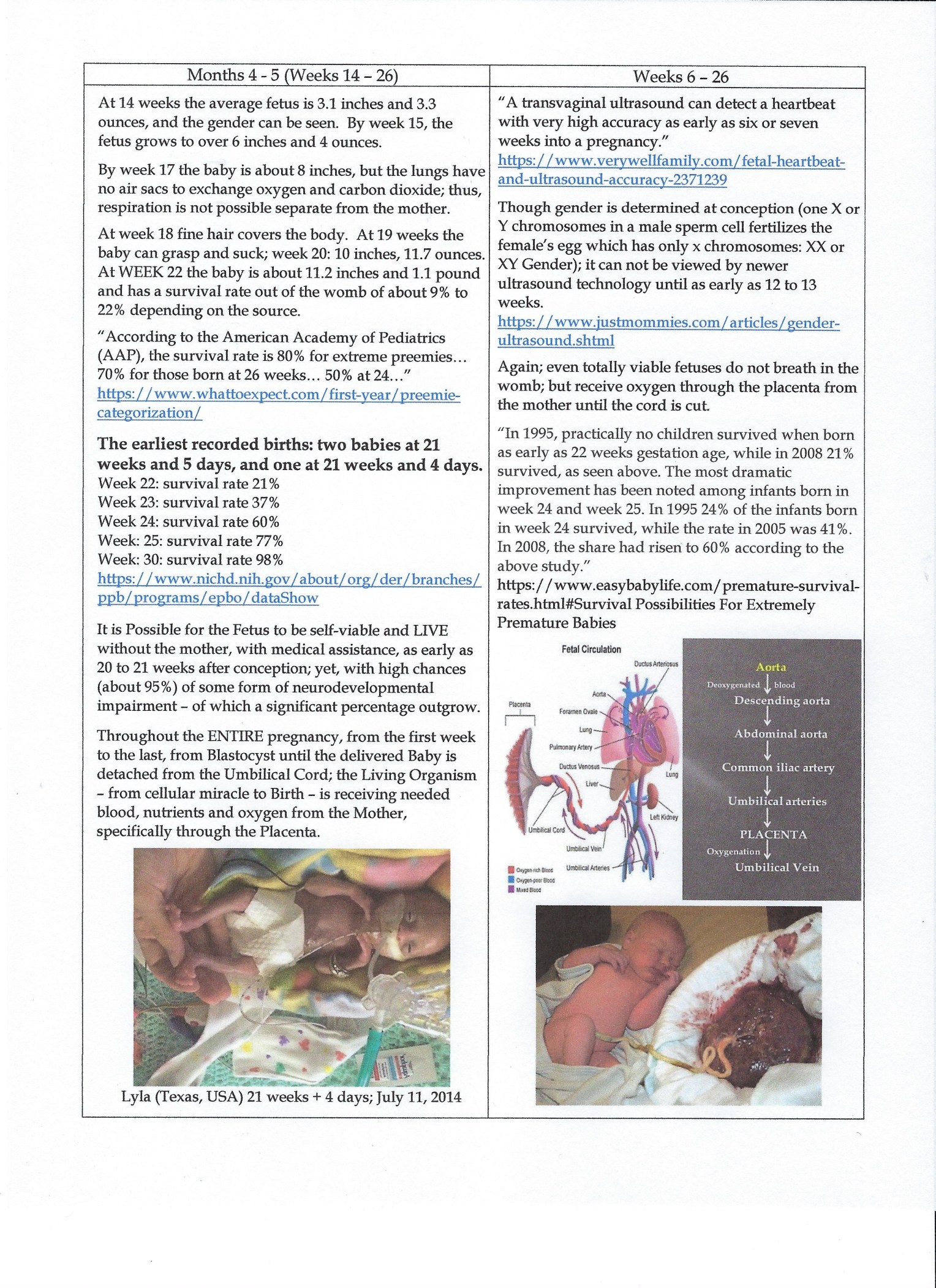 fetus weeks 14 to 26.jpg